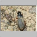 Harpalus rufipes - Laufkaefer w02a 15mm.jpg